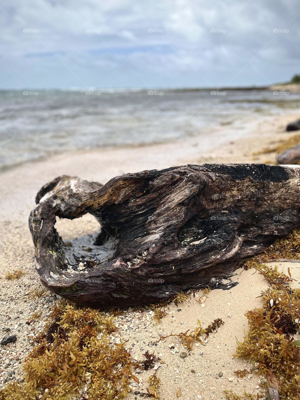 Tree trunk on a sandy beach with the Caribbean Sea in the background
