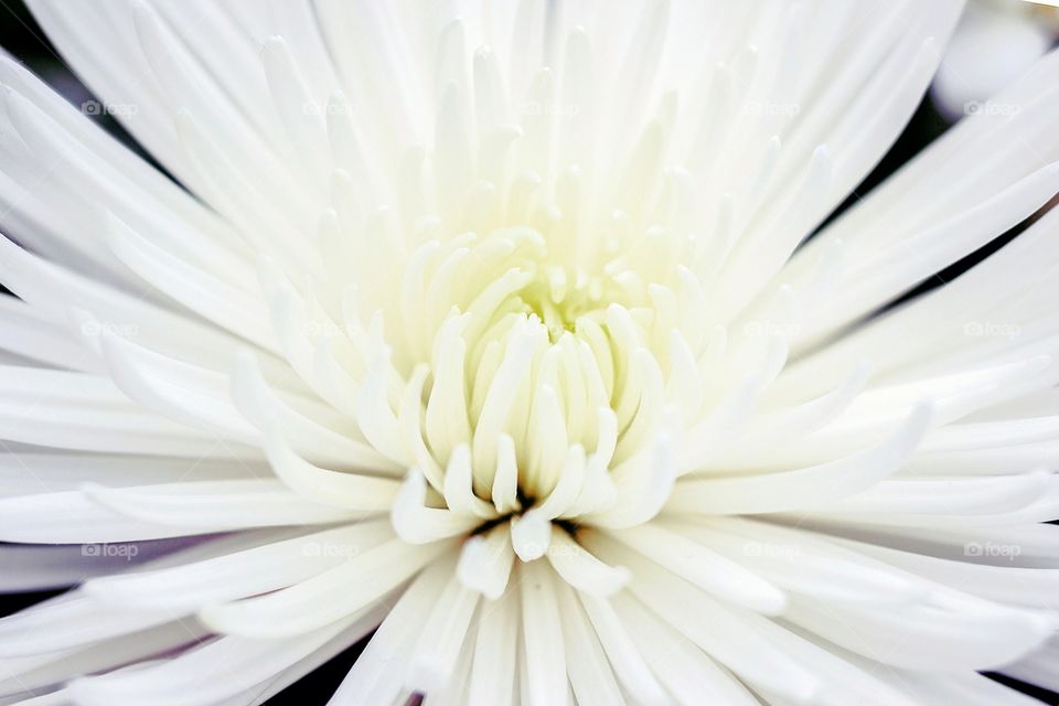 Center of White Mum Blooming