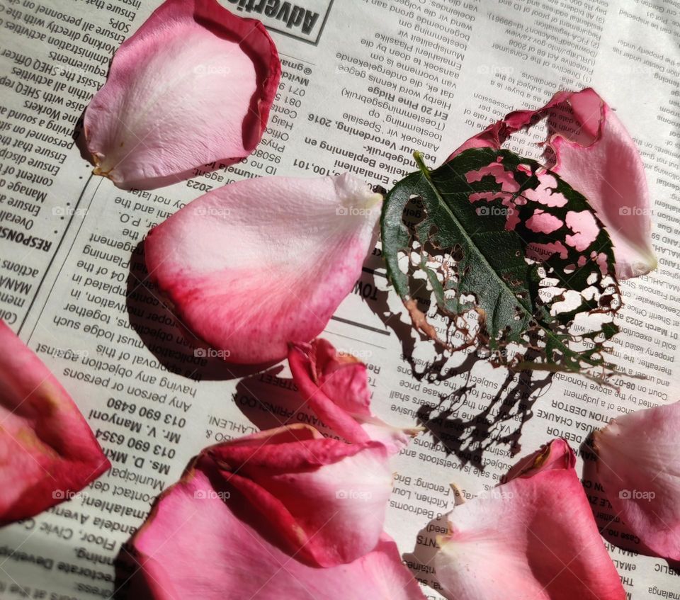 Rose petals on a newspaper with leaf shadow