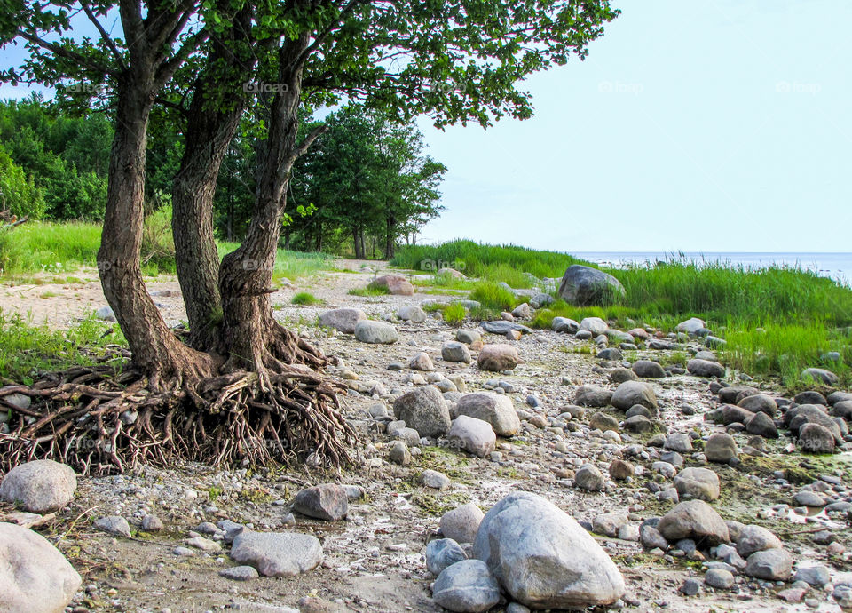 tree with washed roots on the seashore