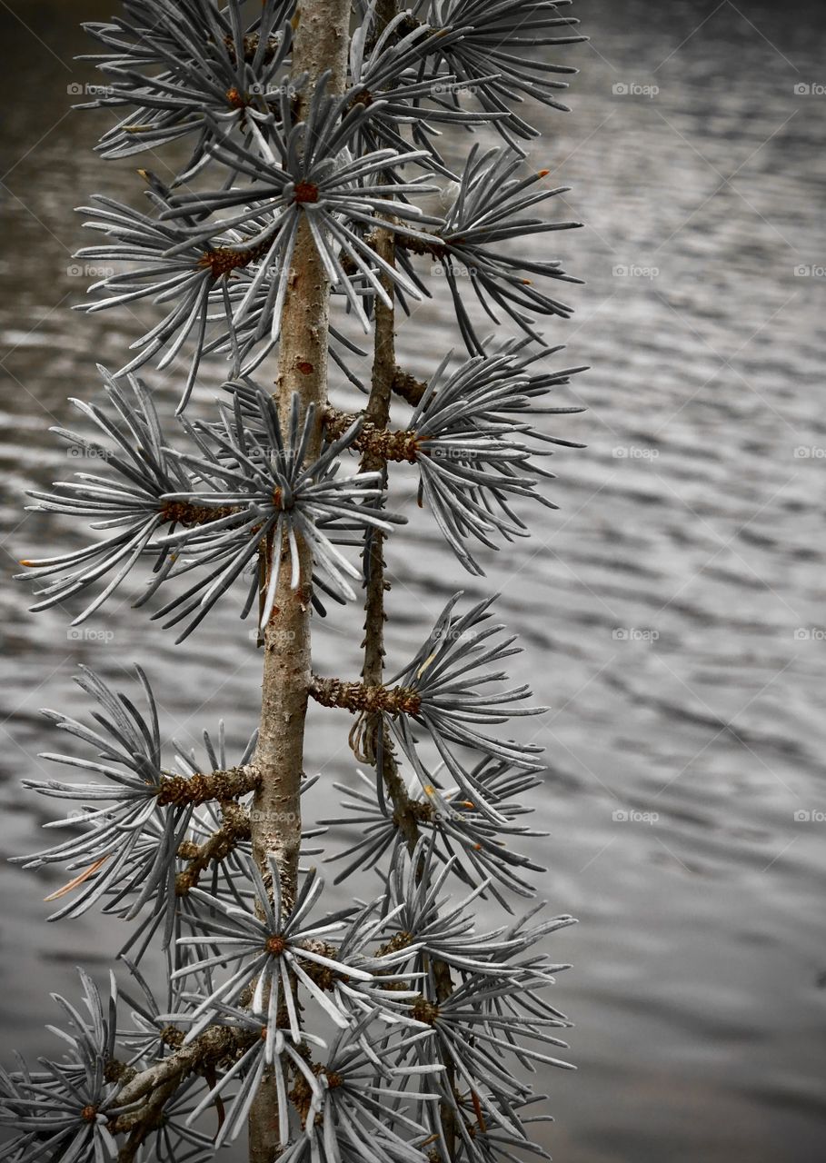 Pine needles hanging over the lake