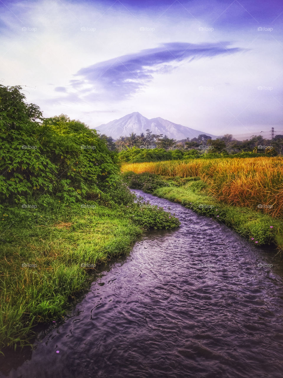 sawah dengan view gunung merbabu