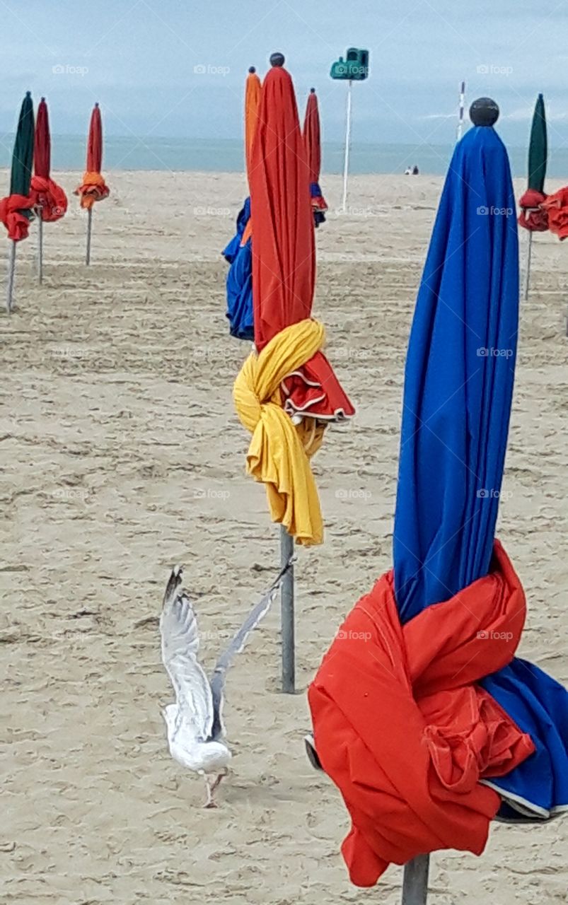 Seagull on the beach of Deauville