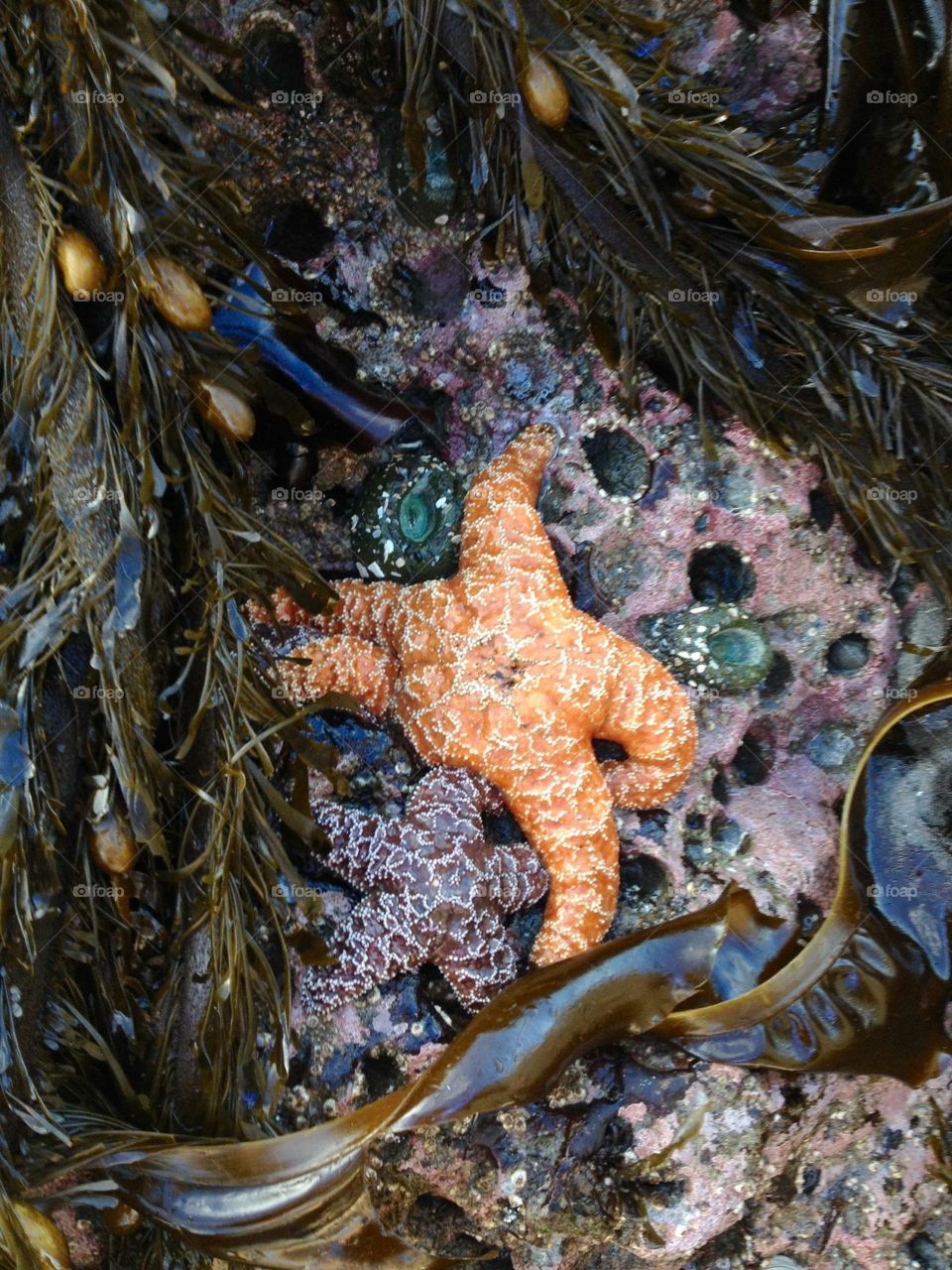 Orange Star Fish