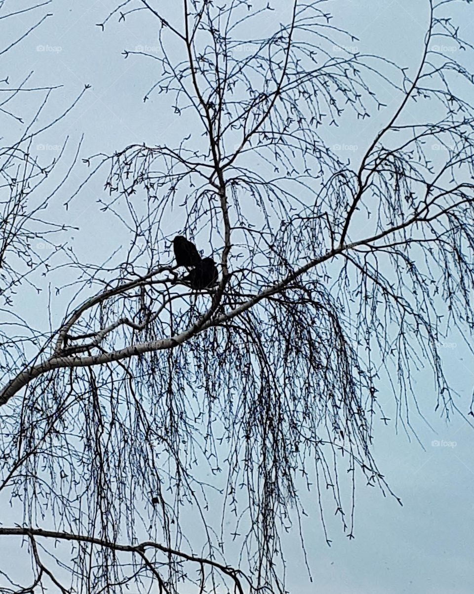 Birds sitting on a tree branch