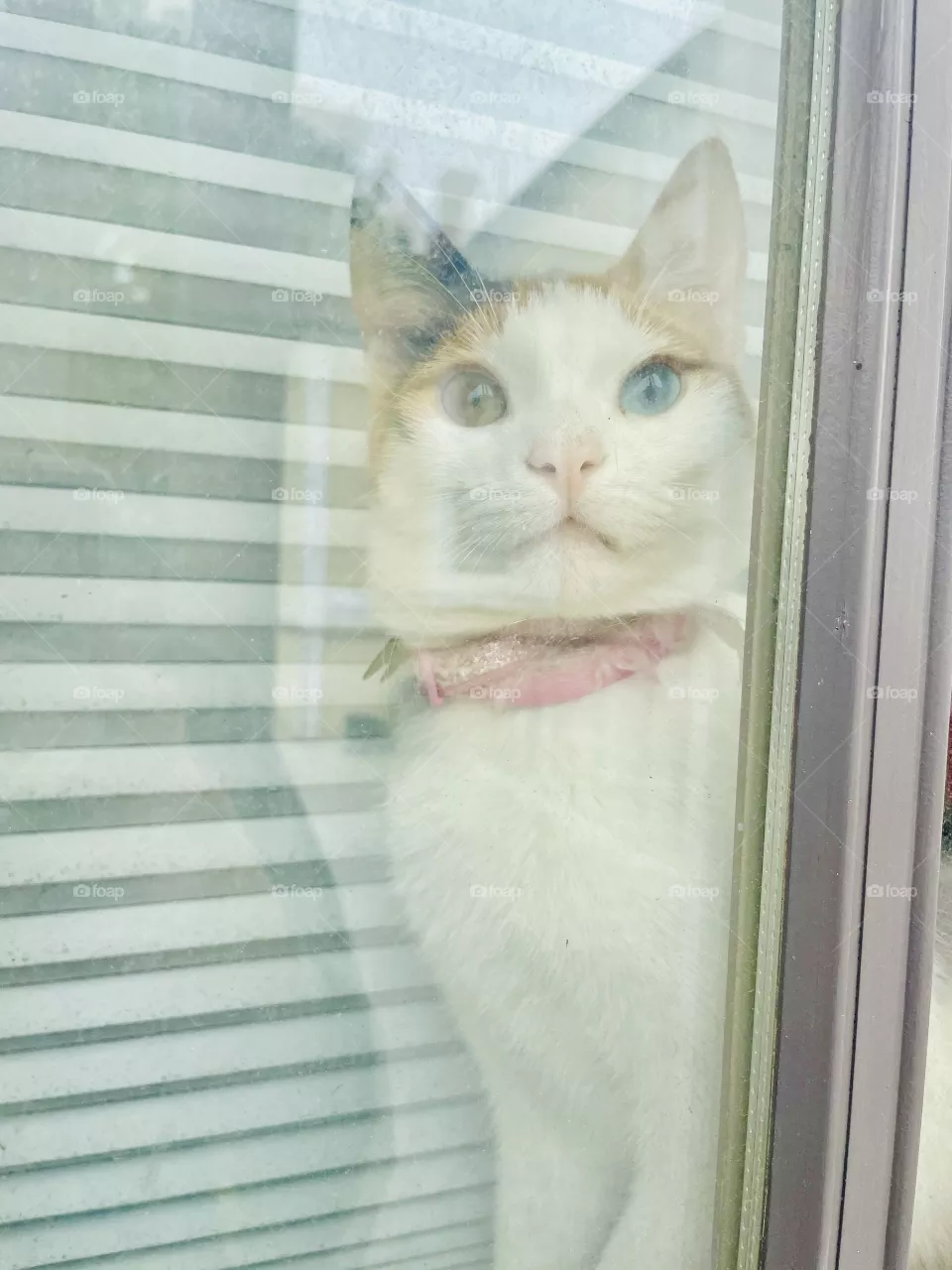 Eyes 
