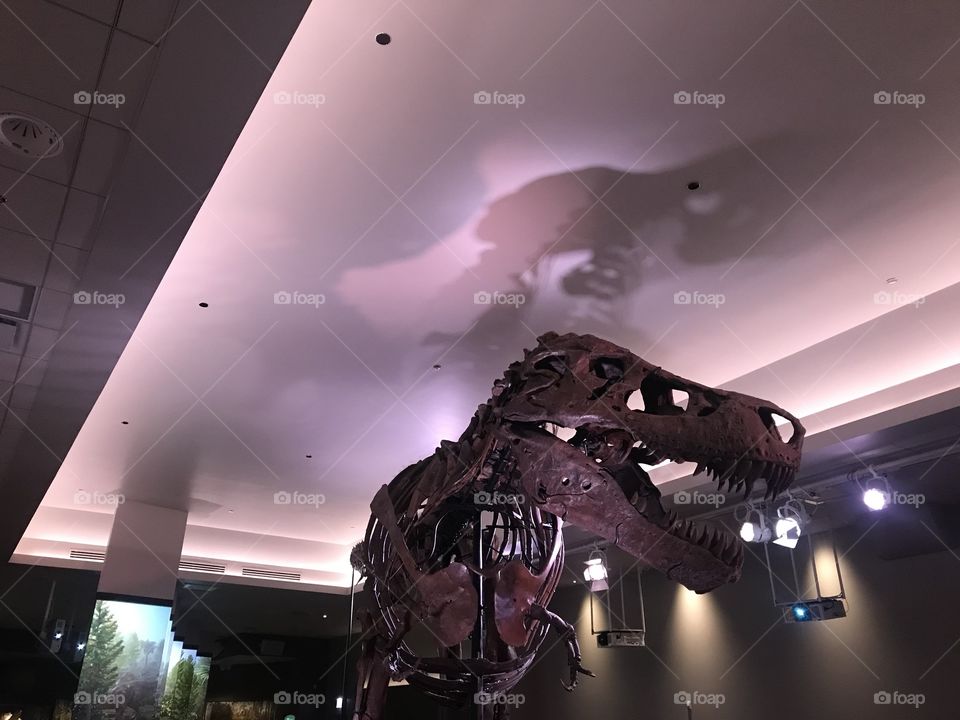 Tyrannosaurus rex sue