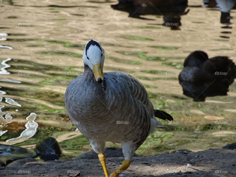 Kurpark in Bad Wildbad
