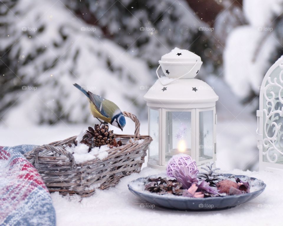 Blue tit bird Winter still life decorations 