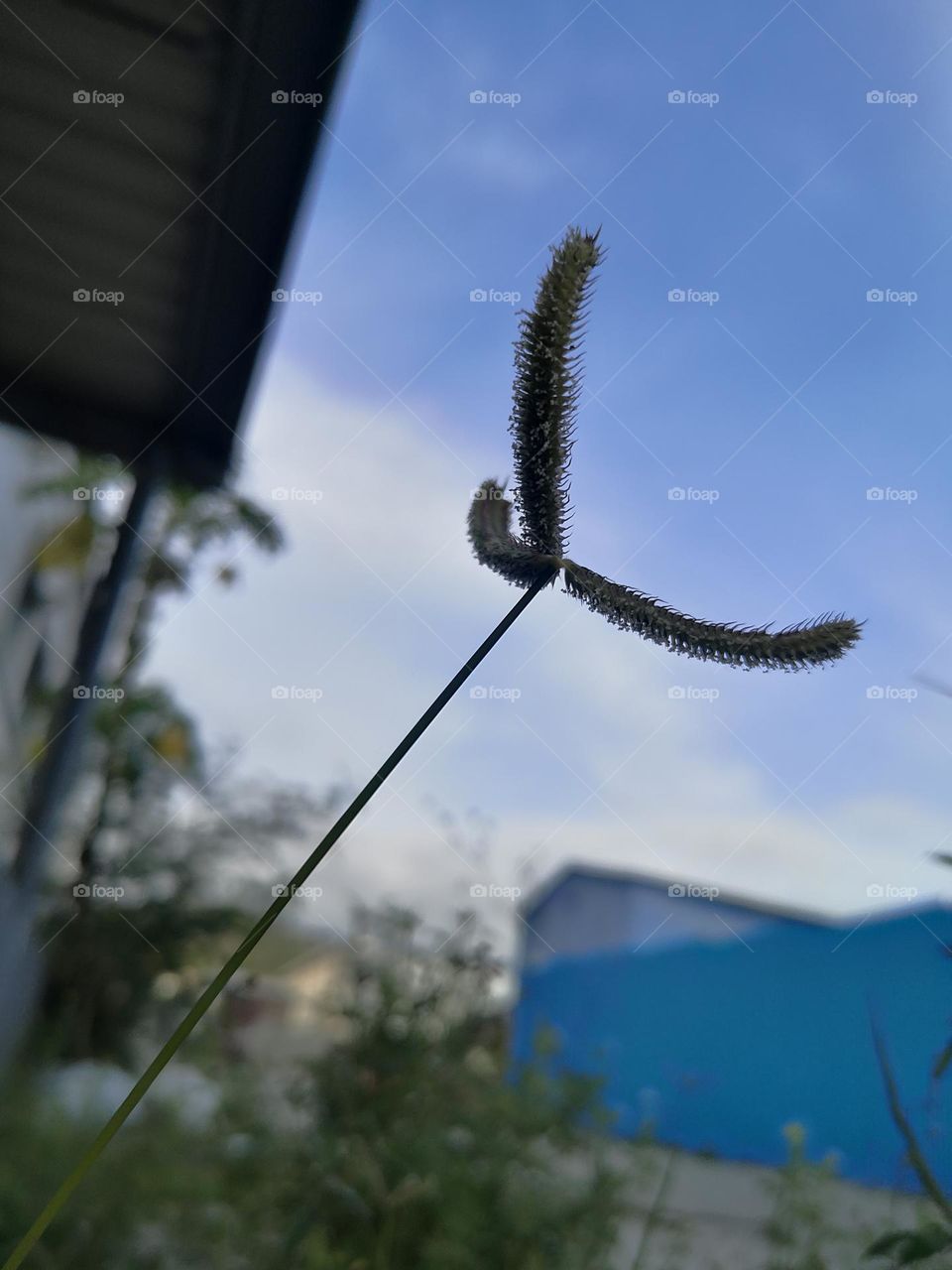 I don't know what flower is this but it's beautiful