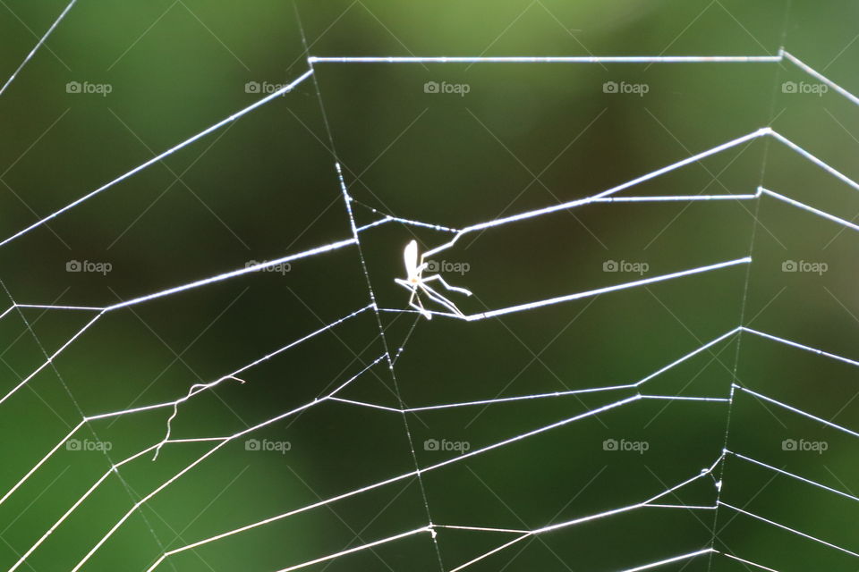 Spider waving its web after it has been broken by the heavy rain the day before... but he returned today to repair it ... what a perseverance... Maybe we should all learn something from the spiders ...