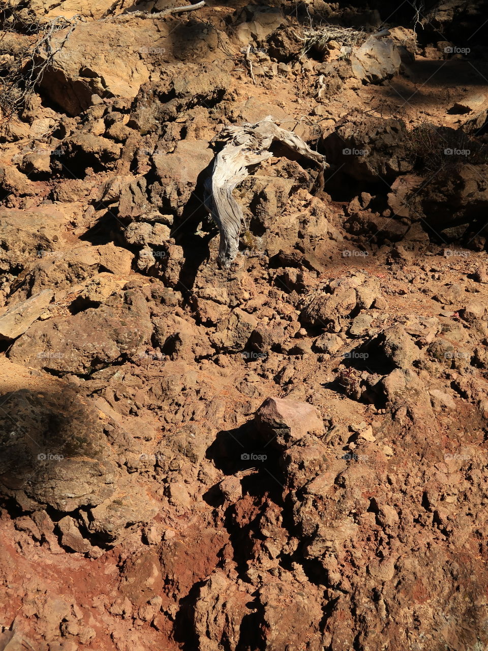 An old weathered log laying in hardened lava rock in the forests of Oregon on a sunny fall day. 