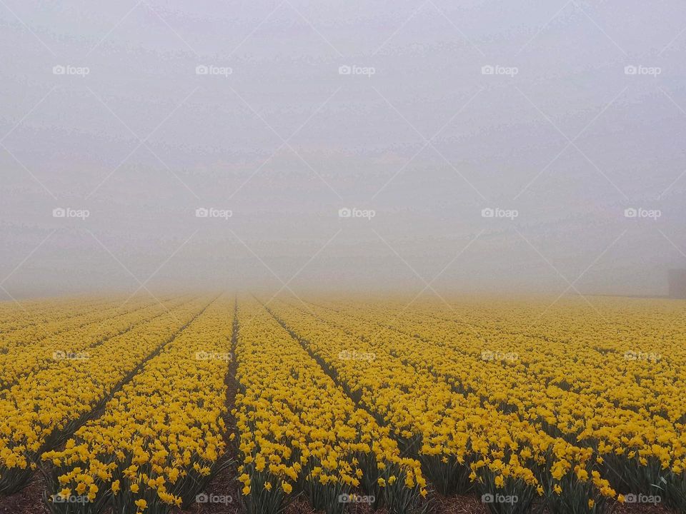 Daffodil field in the fog