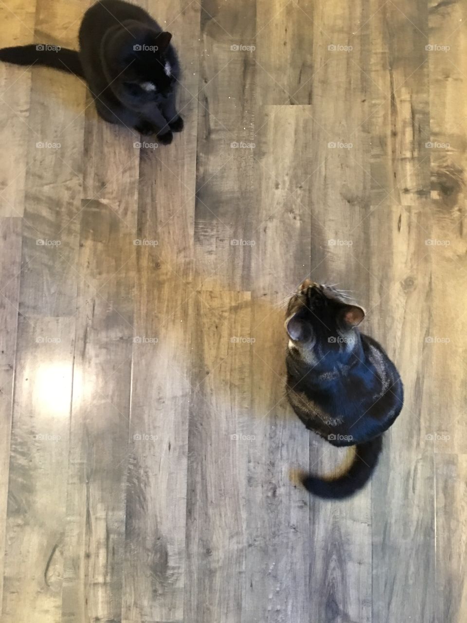 Two cats on a wood floor