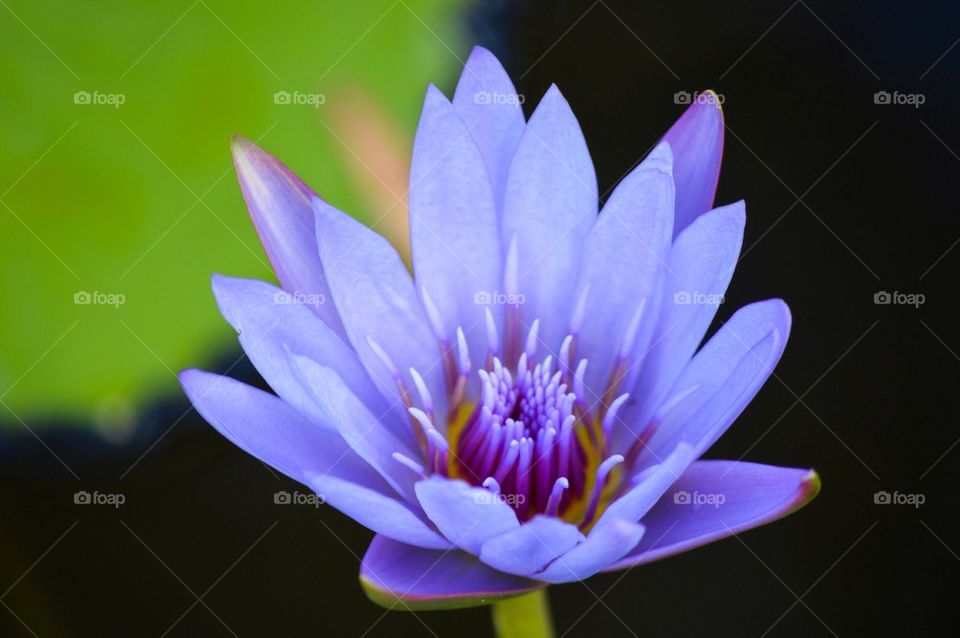 Water lily
