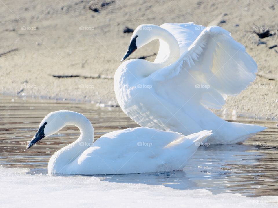 Gorgeous white swans!! 