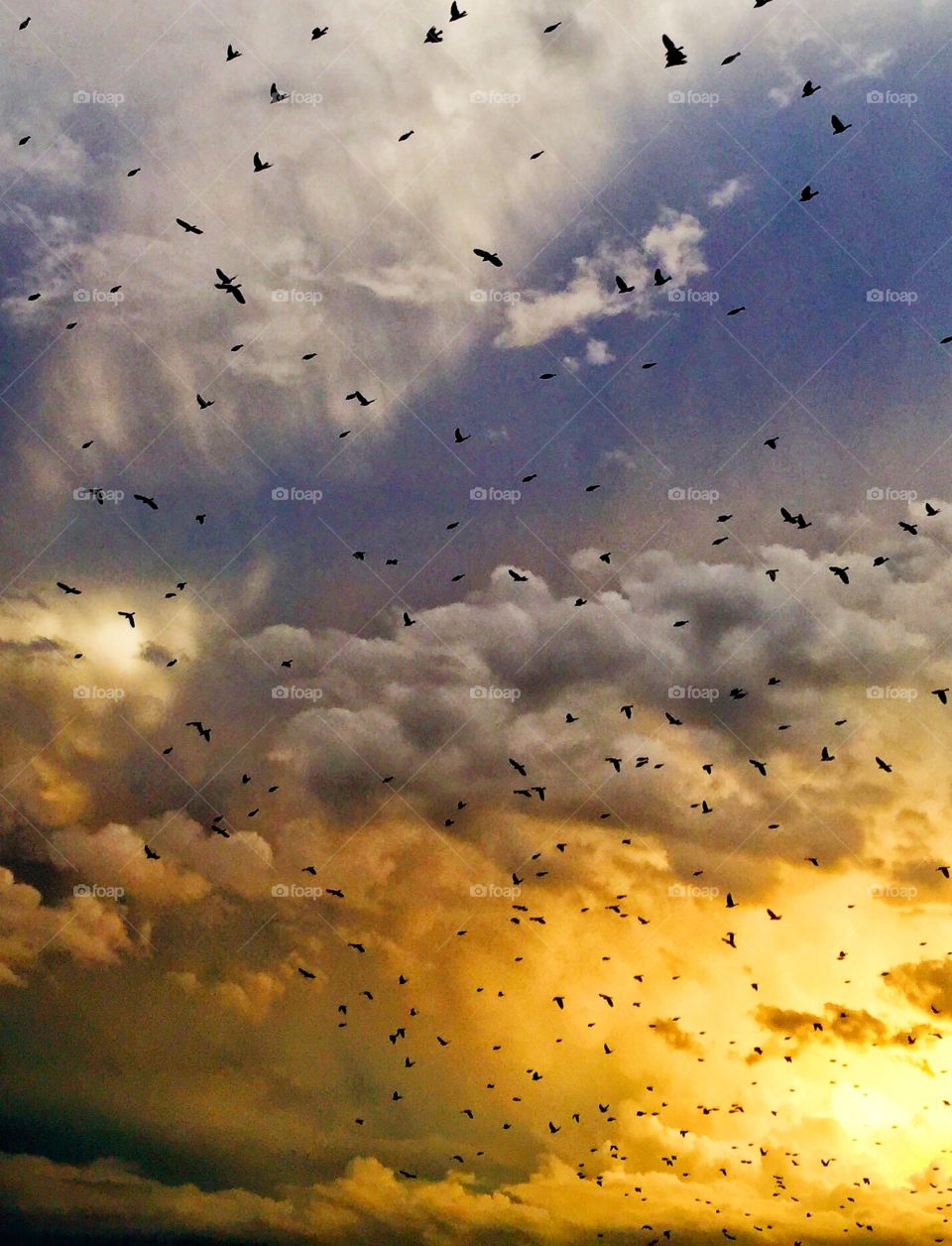 Birds migrating in the south in Mexico 