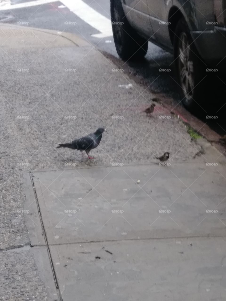 sidewalk in city with birds
