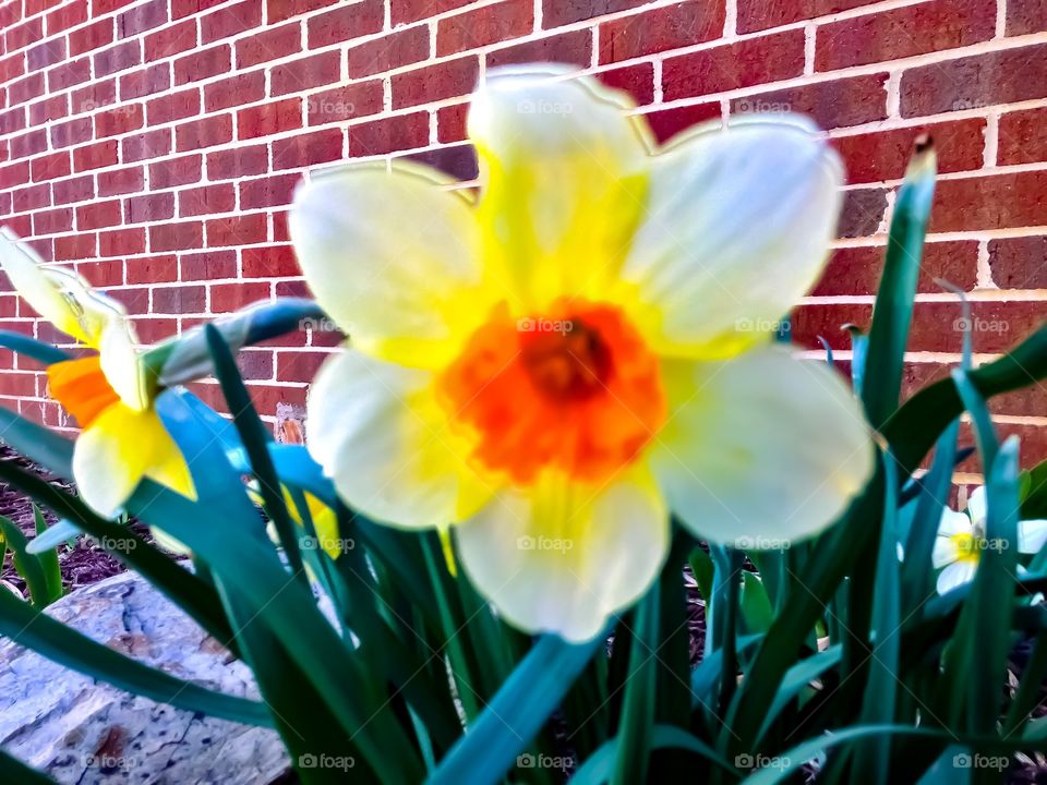 Stunning flower on a daffodil blooming in early spring. Dazzling orange and yellow colors captivates the eye. 