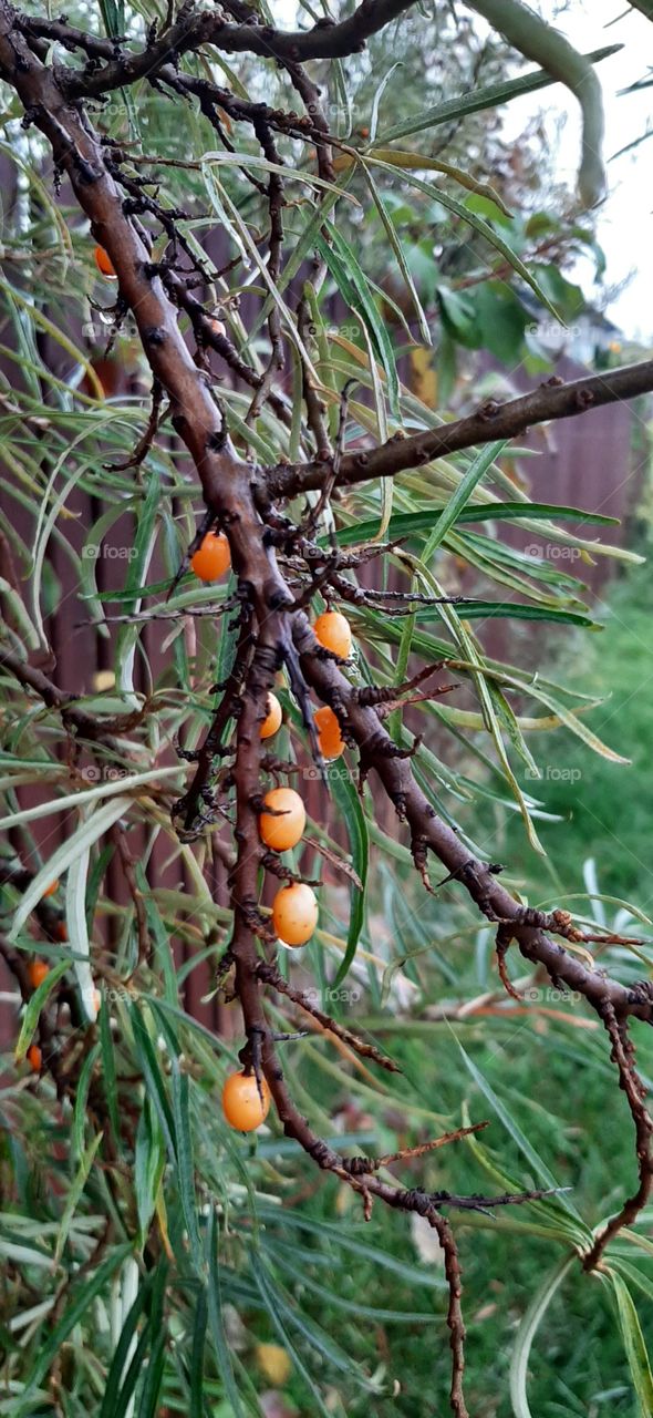 orange berries on the twig in autumn