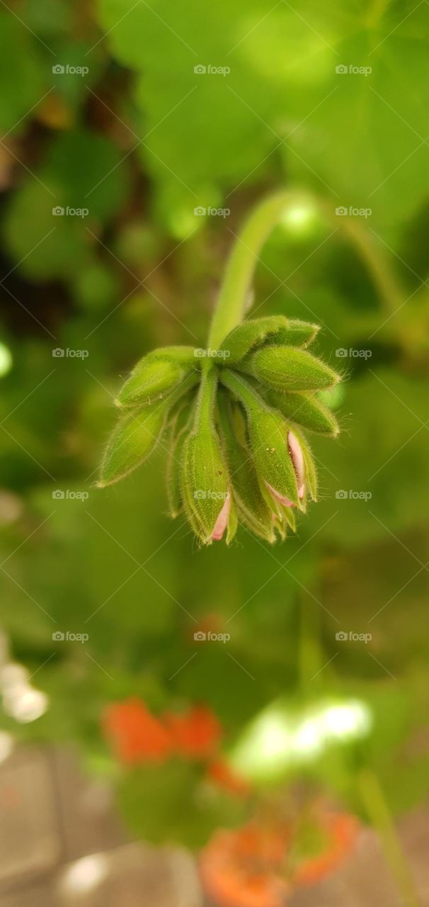 Bud Geranium focus