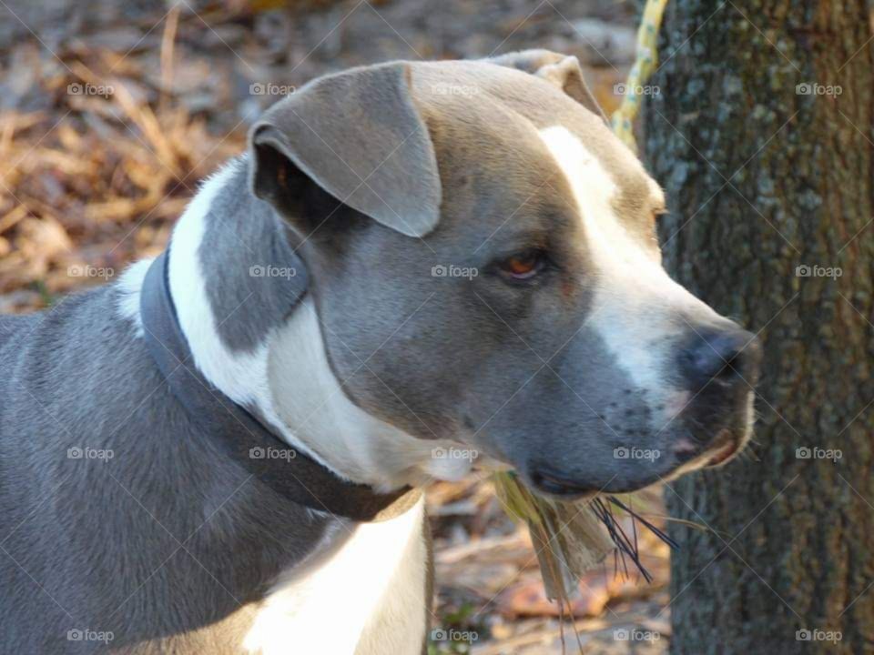 An autumn outdoor picture of a relaxed and well mannered pitbull named Izladan
