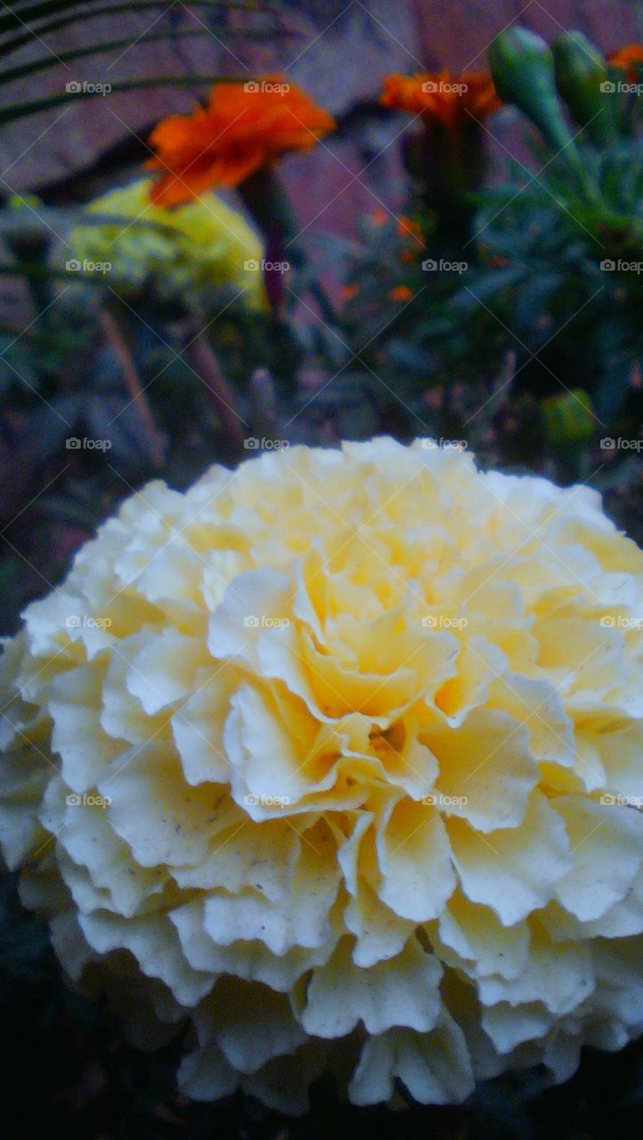 Beautiful white yellowish Marigold flower