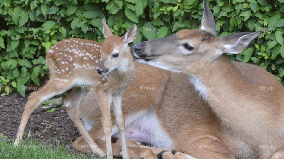 Doe with her fawn