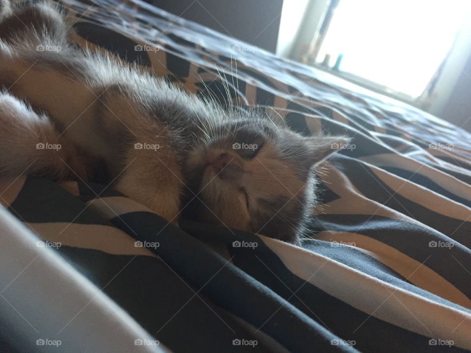Kitten dreams