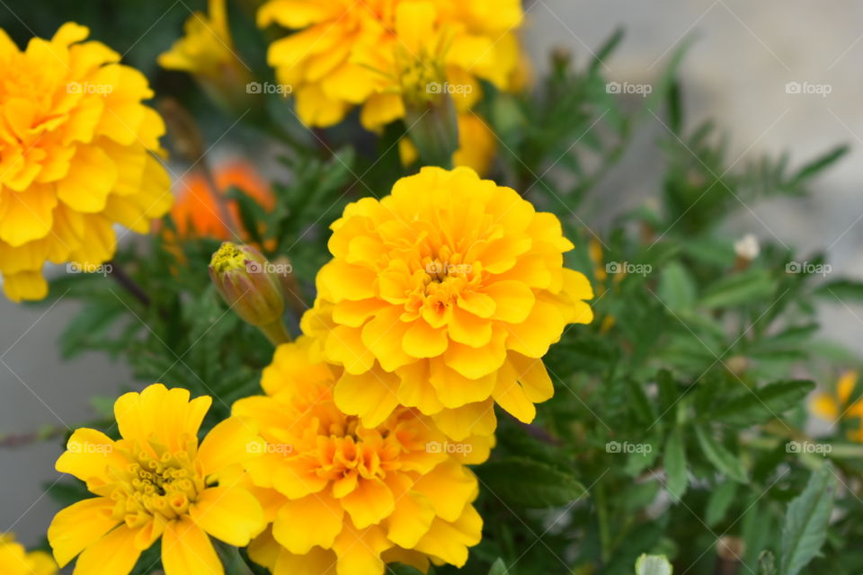 Vibrant yellow Marigold flowers are set agains the lush green of their leafs. 