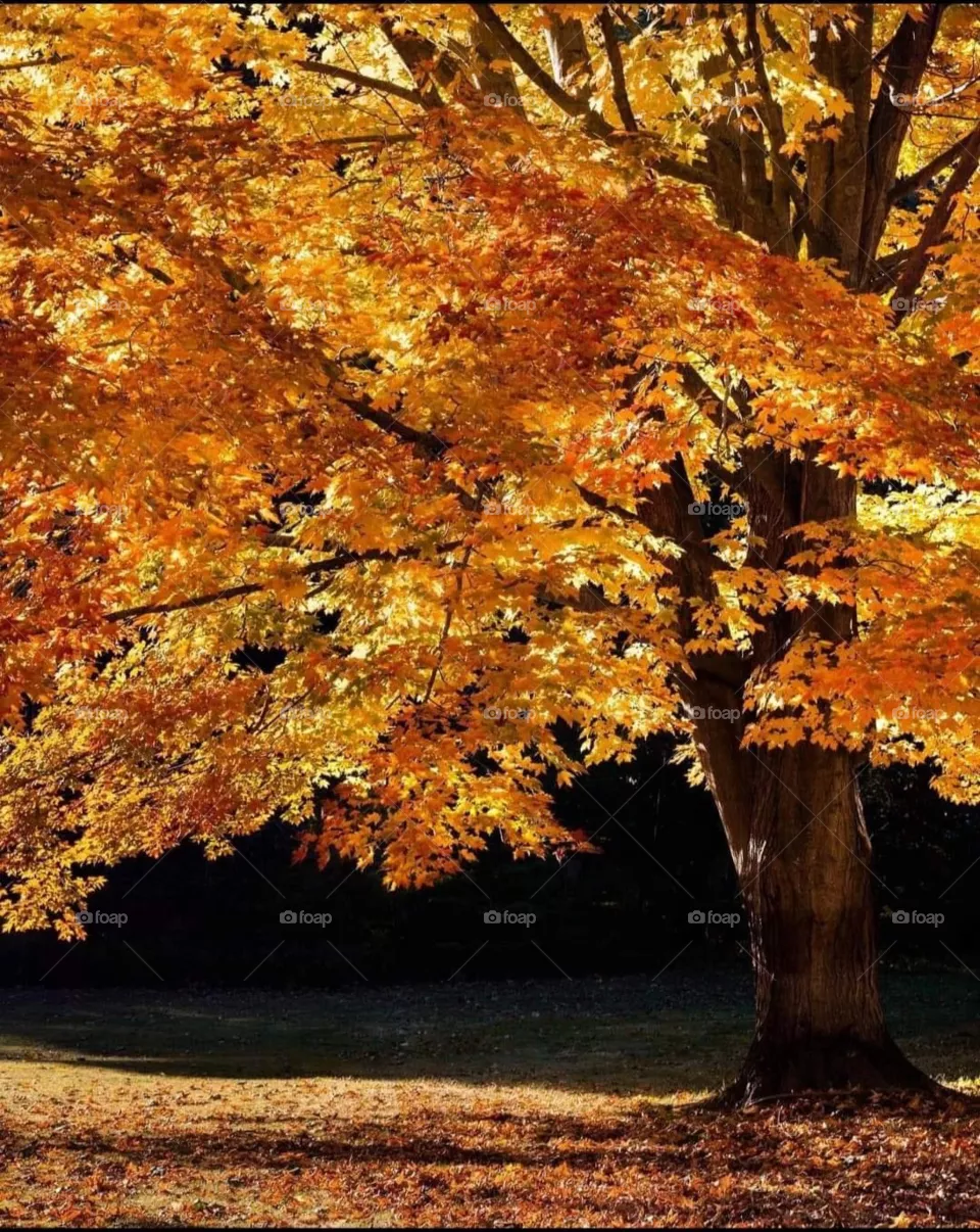 Autumn 