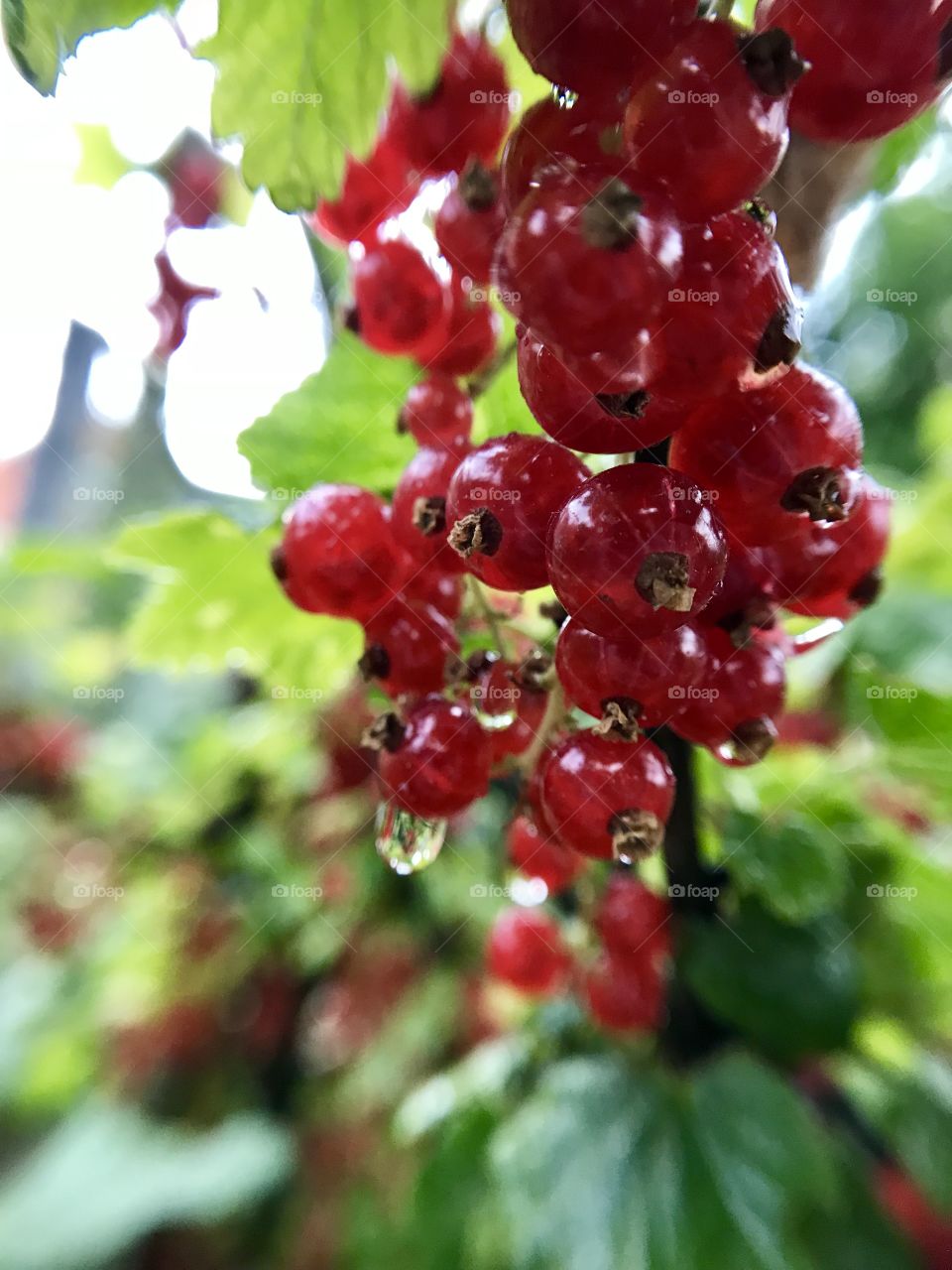 Berries after rain