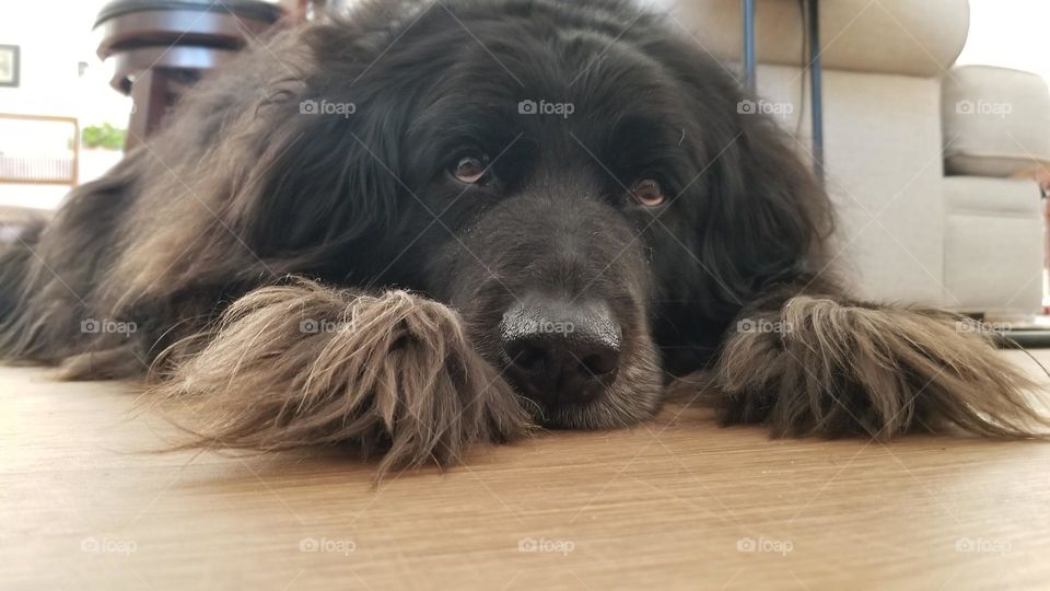 Big Black Newfoundland Dog