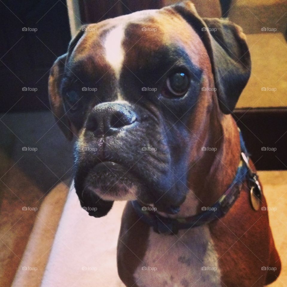 A Judgmental Boxer . One of the many faces of Rory.  Boxers have so many facial expressions!