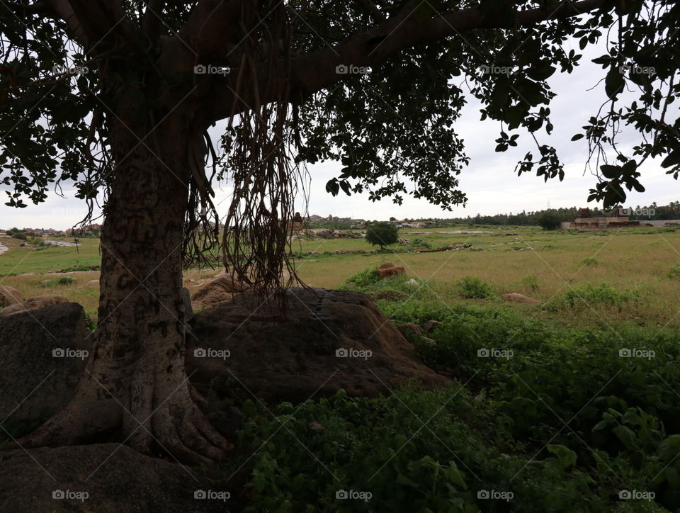 big trunk tree and farm field