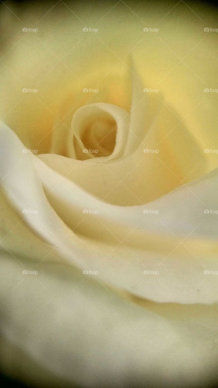 Yellow Rose