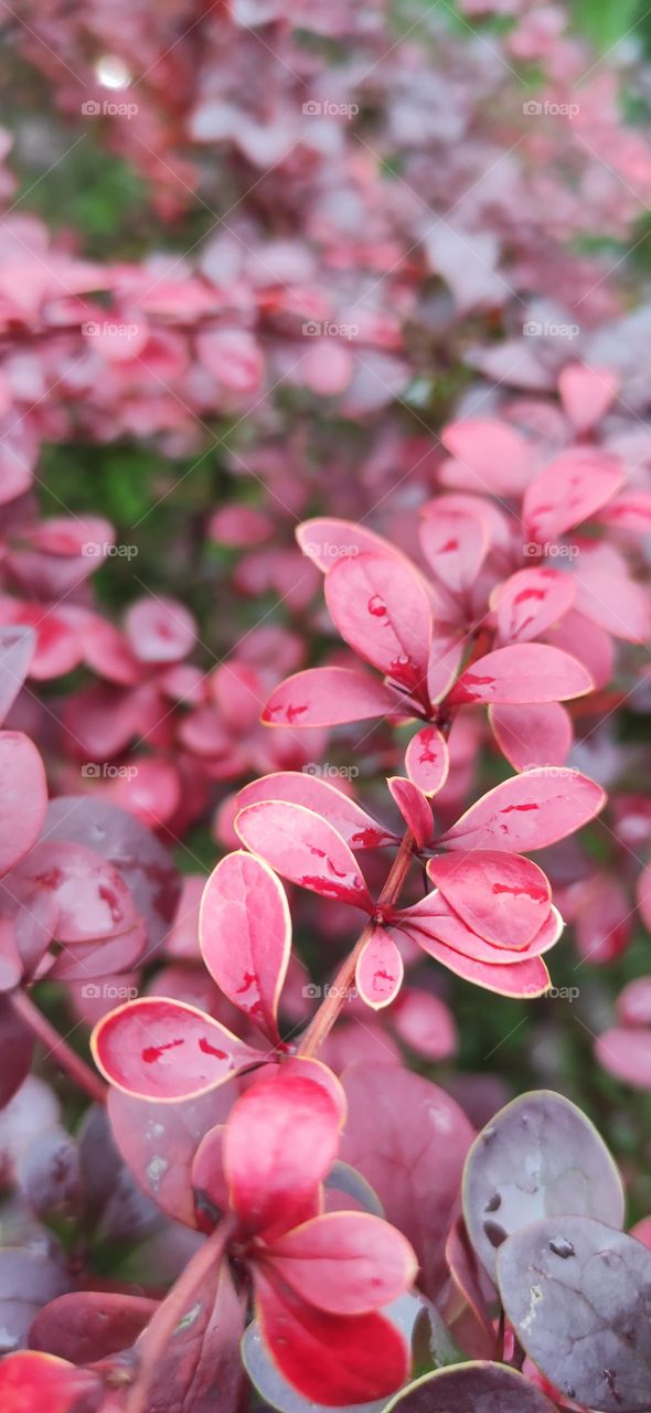 Barberry Thunberg is a shrub, a species of the genus Barberry of the family Barberry