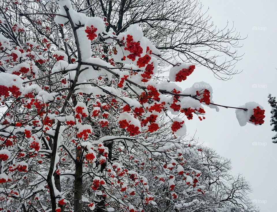 Winter background