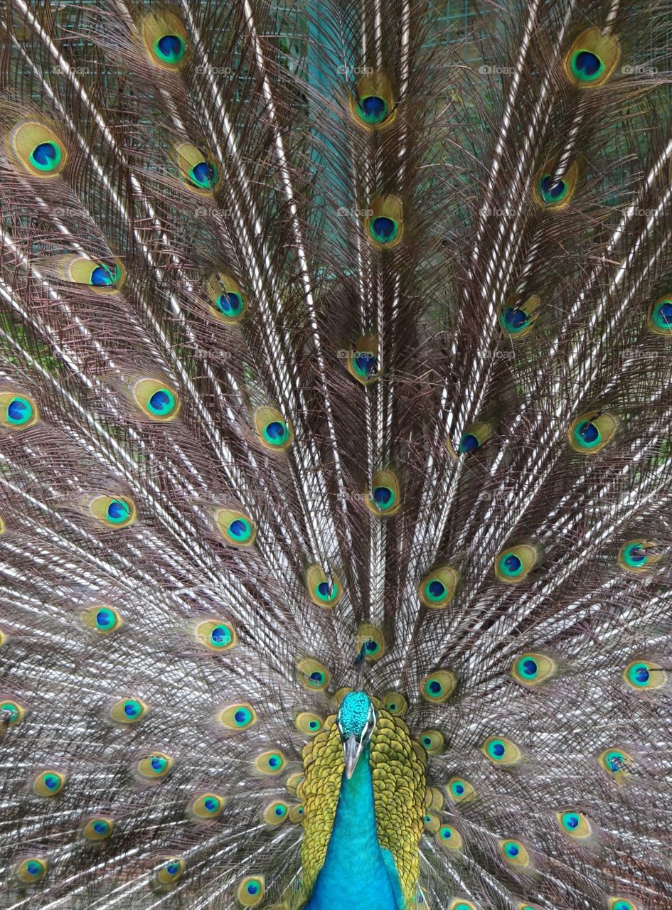 Peacock spreading his beautiful feathers. 
