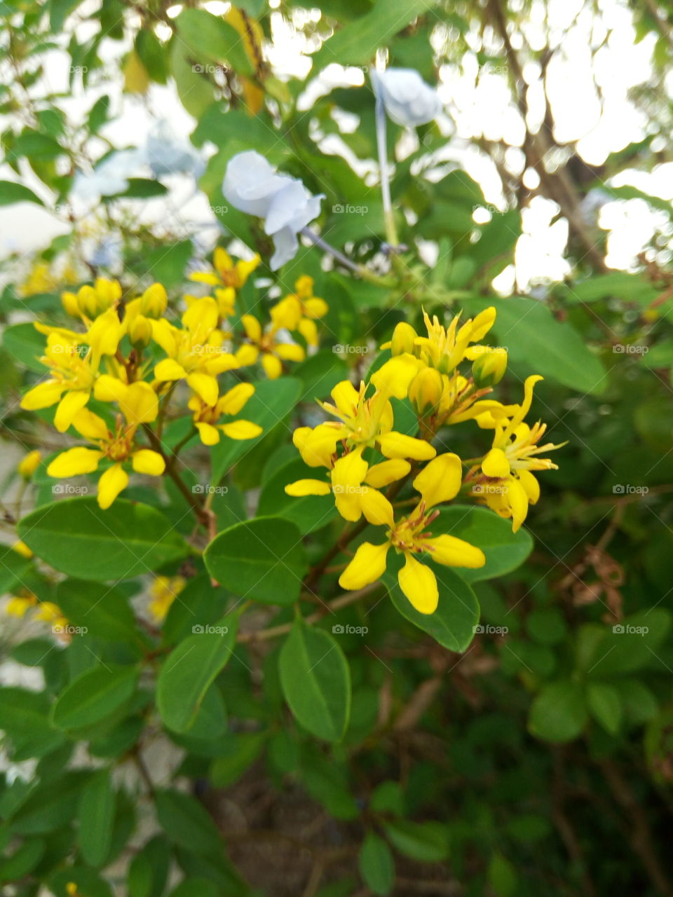 Leaf, Nature, Flora, Flower, Tree