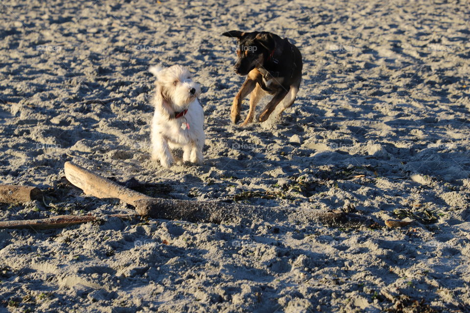 Dogs on a beach playing 