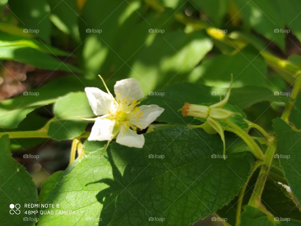 Leaf, Nature, No Person, Summer, Flora