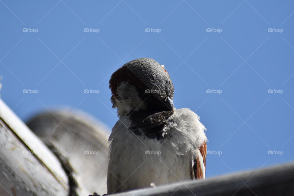 The Eurasian tree sparrow is a passerine bird in the sparrow family with a rich chestnut crown and nape, and a black patch on each pure white cheek