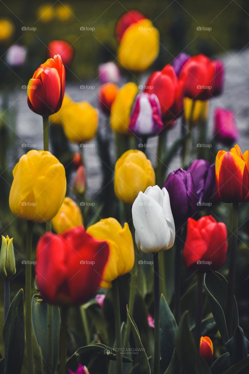 Colourful tulips