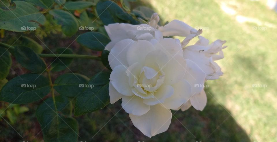 Rosal flores blancas