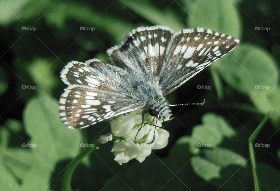 blue Moth closeup