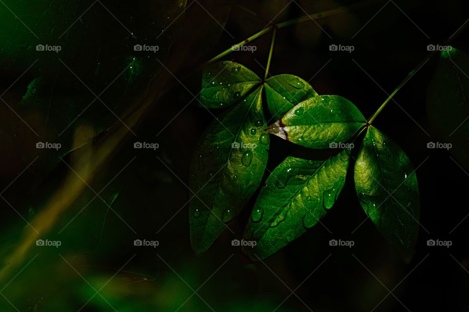 Green Leaves after the rain 