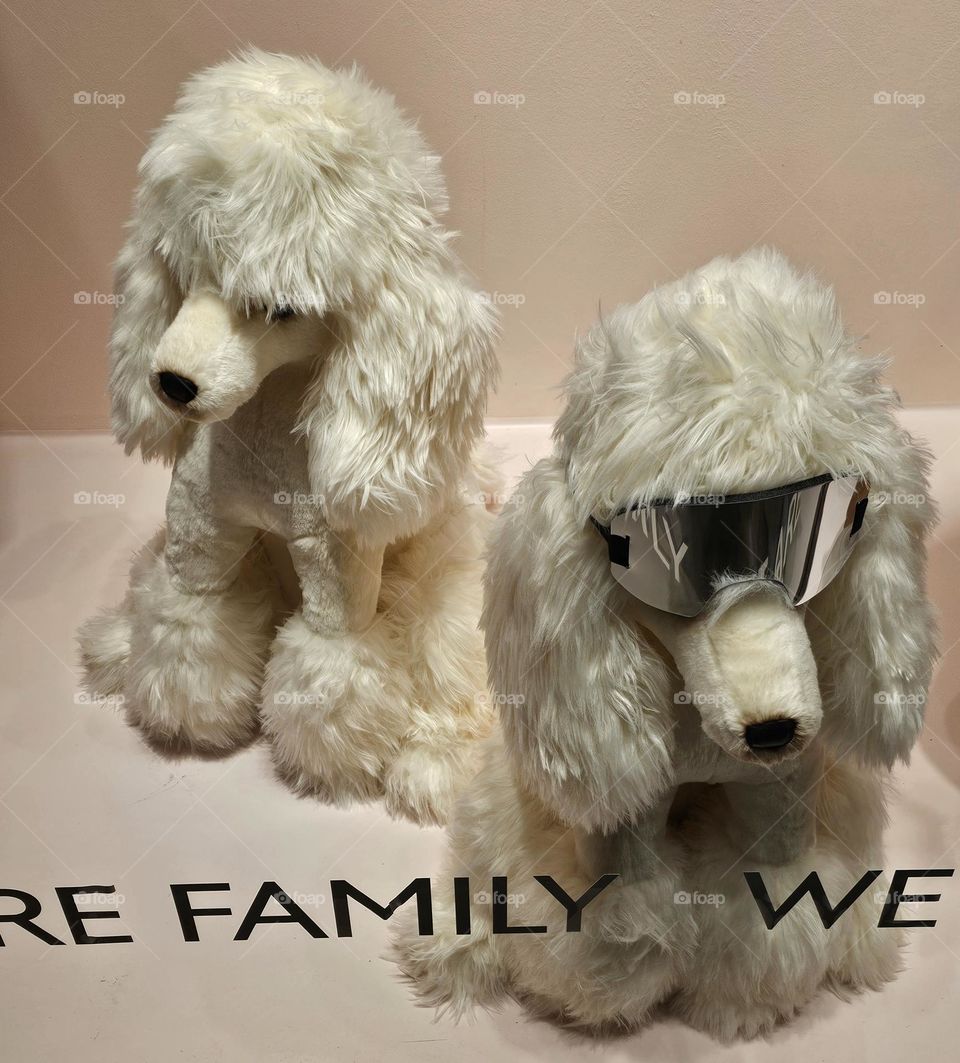 chiens dans la vitrine