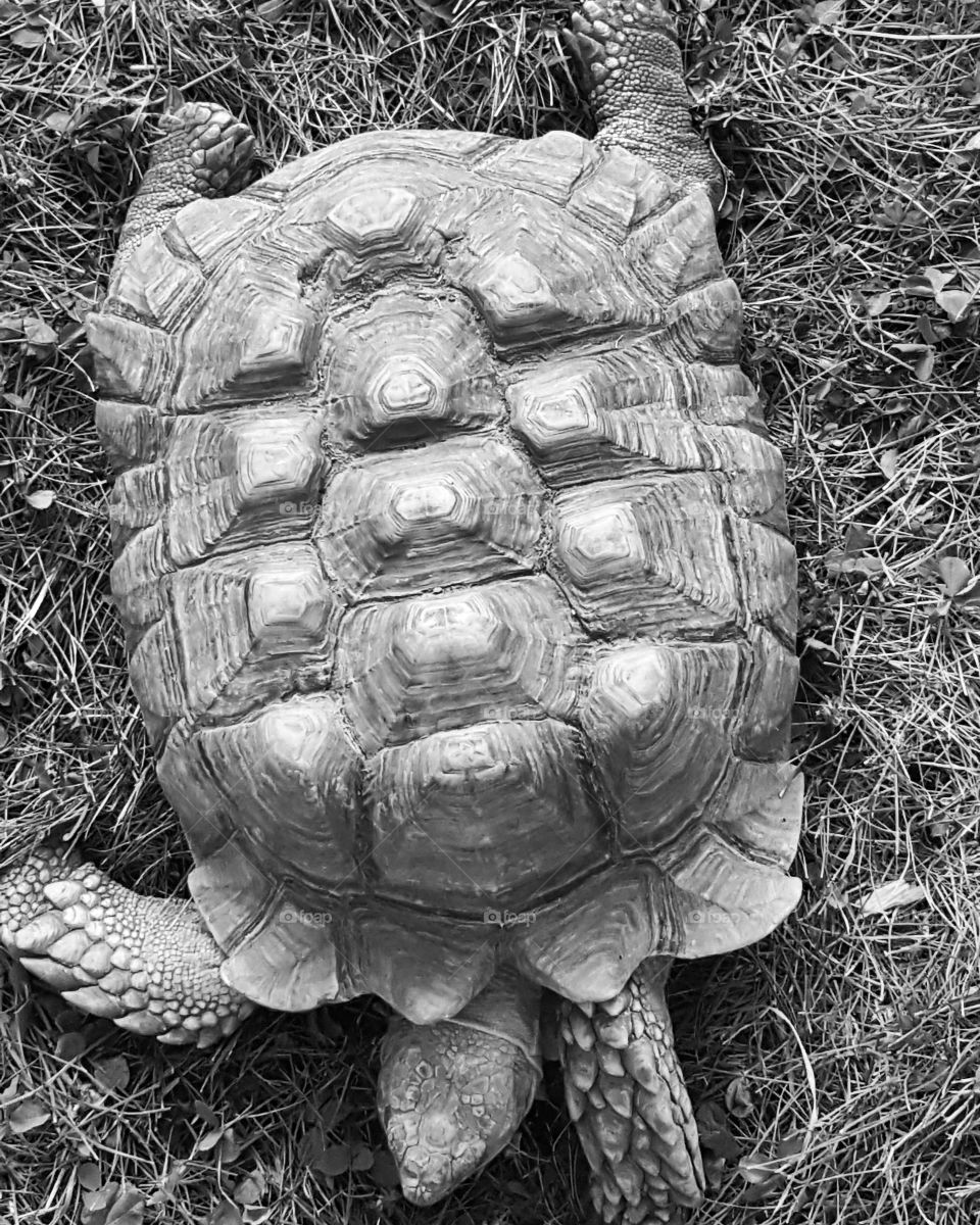 Turtle, Nature, Tortoise, Reptile, Old