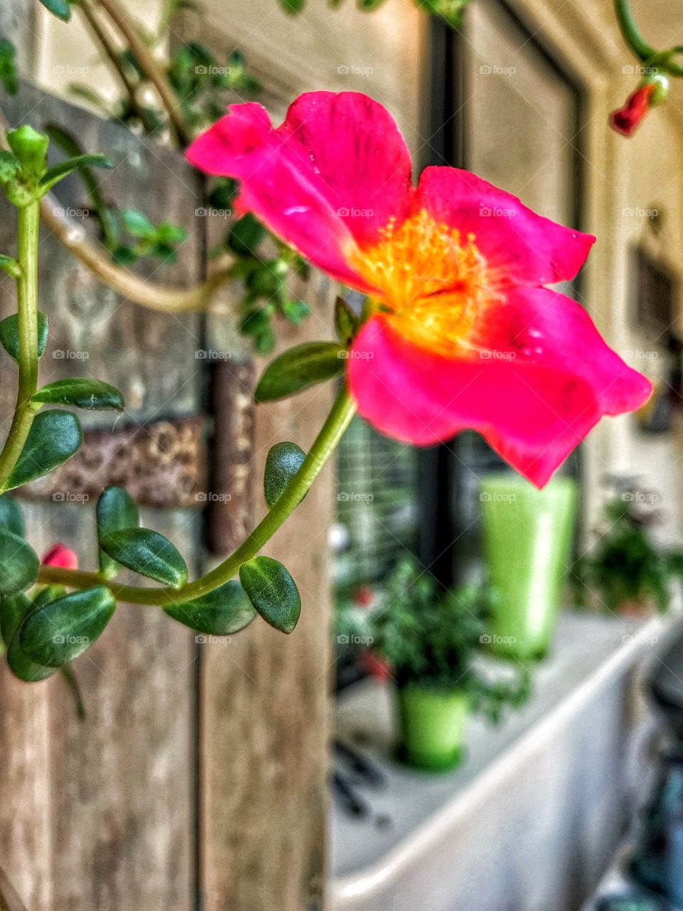 Pretty Portulaca (Purslane) draping from antique cupboard 